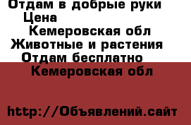 Отдам в добрые руки  › Цена ­ ---------------- - Кемеровская обл. Животные и растения » Отдам бесплатно   . Кемеровская обл.